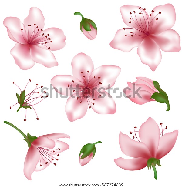 ベクター春の花 ピンクの花セット 花と芽のリアルなイラスト 桃の花 アンズの花 桜 桜 白い背景にベクター画像アイコンセット ばね設計のエレメント のベクター画像素材 ロイヤリティフリー