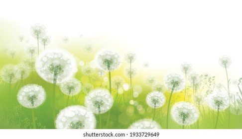 Vector spring bokeh background with white dandelions.