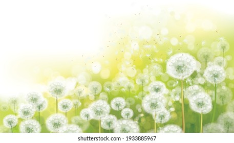 Vector spring bokeh background with white dandelions.