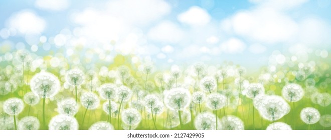 Vector Spring Bokeh Background With White Dandelions. Nature, Floral, Bokeh Landscape.