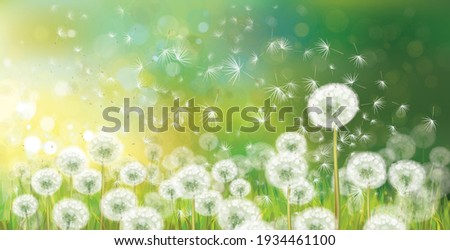 Similar – Image, Stock Photo A meadow with dandelions and dandelions in the morning dew.