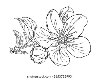 Vetor broto primavera, flor de cereja ramo.branch com flores cor-de-rosa em um fundo branco. Ilustração de vetor plano