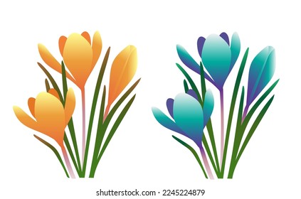 vector spring crocus flowers plant