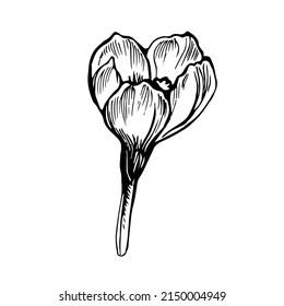 Vector spring Crocus outline flower drawn by hand isolated on white background. Concept of springtime for greeting card, invitation, fliers, design element ,textile, package.