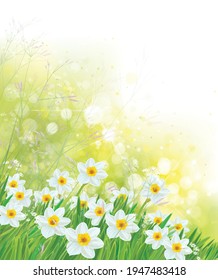 Vector spring daffodils flowers. Blossoming narcissus  flowers on  sunshine, bokeh background.