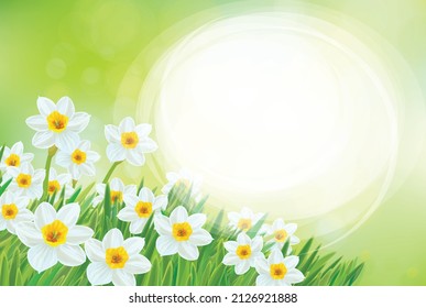 Vector spring daffodils flowers. Blossoming narcissus  flowers on  sunshine, bokeh background. Easter card.