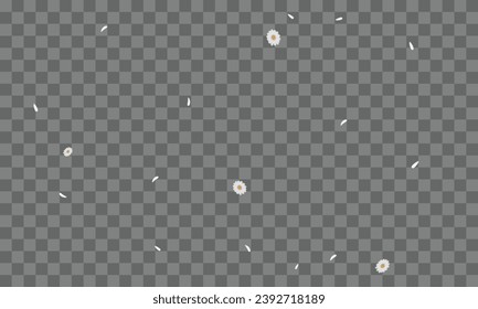 Gänseblümchen der Vektorquelle mit Blütenblättern auf transparentem Hintergrund