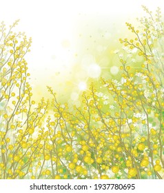 Vector spring,  floral background. Yellow mimosa flowers and plants.