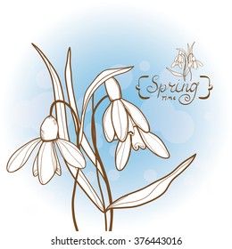 Vector spring floral illustration with bouquet of snowdrops. Retro Style.
