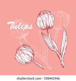 Vector Spring flowers. Flower tulip. Hand Drawn Vintage Tulips. Ink pen drawing