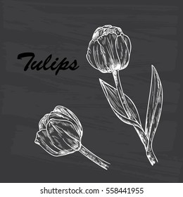Vector Spring flowers. Flower tulip. Hand Drawn Vintage Tulips. Ink pen drawing