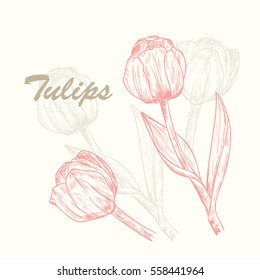Vector Spring flowers. Flower tulip. Hand Drawn Vintage Tulips. Ink pen drawing