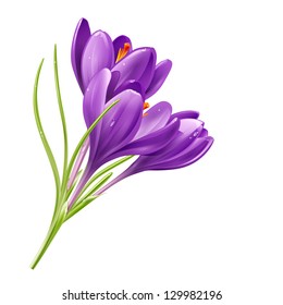 Vector spring flowers isolated on white background. Vector illustration crocuses