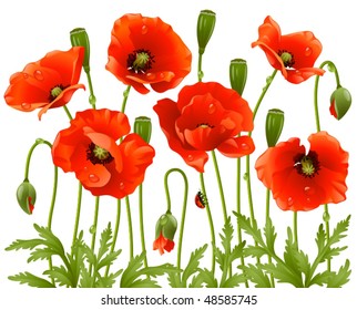 Vector spring flowers: poppy