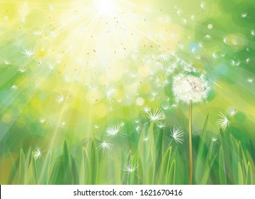 Vector spring  green background,  white dandelion  in sunshine.