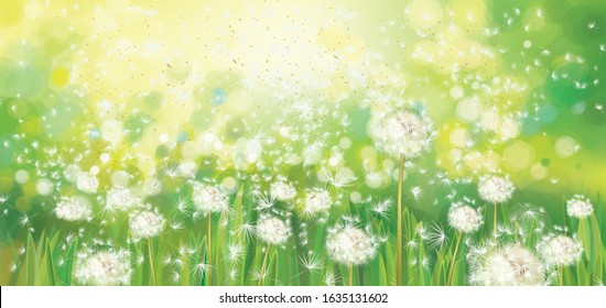 Vector spring  green background,  white dandelions field in sunshine.