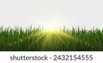 Vector spring green realistic grass with sunlight on transparent background. Grass seamless border.