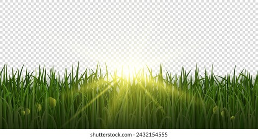 Vector spring green realistic grass with sunlight on transparent background. Grass seamless border.