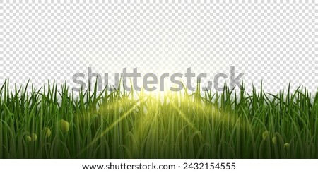 Vector spring green realistic grass with sunlight on transparent background. Grass seamless border.