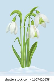 Vektorillustration Frühlingsgrafik mit sanften Blumen galanthus in Schnee