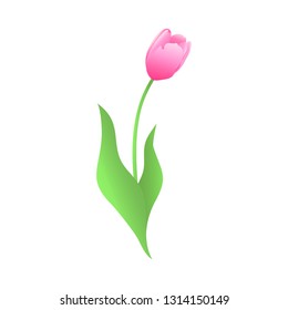 Vector spring illustration of pink gradient tulip isolated on the white background.