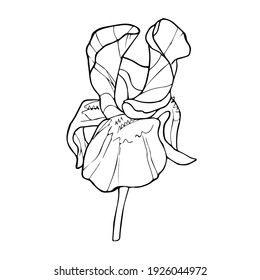 Vector spring iris flower. There are black lines on a white background. It is picture for coloring. Isolated.