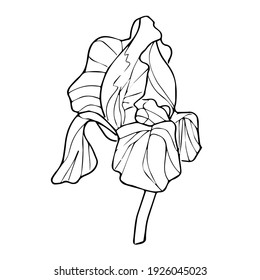 Vector spring iris flower. There are black lines on a white background. It is picture for coloring. Isolated.