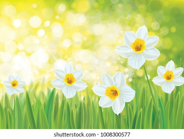 Vector spring nature background, daffodil flowers.