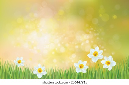 Vector spring nature background, daffodil flowers.