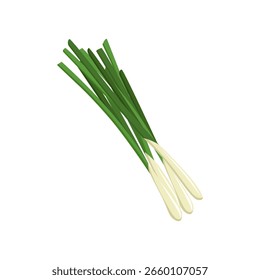Vector of spring onion isolated in white