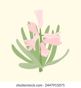 Vector primavera flores rosadas jacintos. Diseño botánico en estilo dibujado a mano. Flores decorativas para diseños vintage.