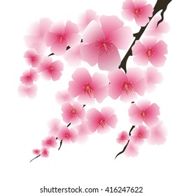 Vector Spring Pink Flowers Isolated on White Background. Sakura Japan Cherry Tree. Blooming Pink Flowers. Branch of Sakura.