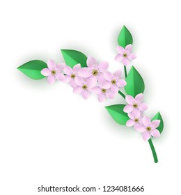 Vector spring pink flowers with leaves gentle pattern. Beautiful apple tree or sakura japanese cherry blooming floral for romantic decoration wedding marriage or dating card vintage summer design.