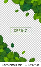 Vector spring realistic green leaves isolated on transparent background. Vector file eps 10.