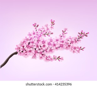 Vector spring sakura branch flower blossom floral design element 