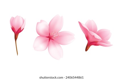 Vector spring sakura cherry blooming flowers.