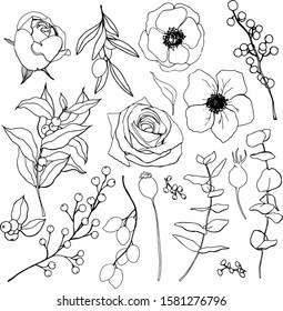 Vector spring set with plants and flowers. Hand painted linear anemones, roses, eucalyptus branches and leaves isolated on white background. Holiday illustration for design, print, fabric, background.