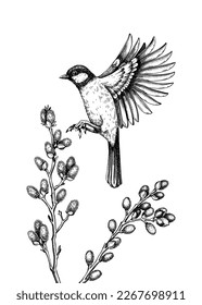 Vector spring sketch. Flying great tit and blooming willow branches illustration. Hand drawn wildlife design in engraved style. Passerine bird and flowers isolated on white background for print