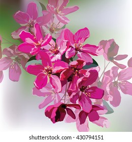 Vector Spring Summer Pink flowers blossom tree branch. Pelargonium geranium bright cerise. Photo realistic Vector flowers Illustration 