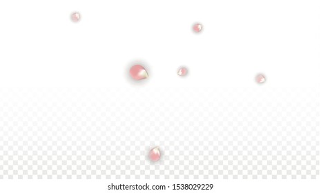 Vector Spring or Summer Sale Background with Petals and Percent for  Cards Design. Good for Special Hot Holiday Discount Offer, Black Friday, Fashion Promotion Action. Romantic Sakura Illustration