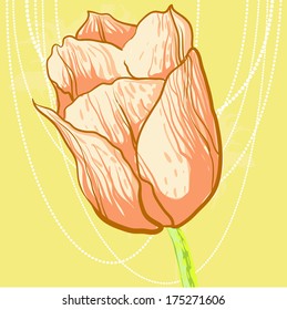 vector spring tulip
