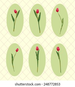Vector Spring Tulips Card Elements Isolated Set