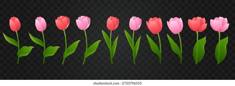 Vector spring tulips set png. Colorful tulip flowers and plant isolated on transparent background. Vector spring floral banner and nature design for World Women's and Mother's Day celebration
