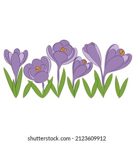 vector spring violet  crocus blue saffran green leaf first eraly garden flowers card border 