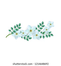 Vector spring white flowers with leaves pattern. Beautiful apple tree or cherry blooming floral for romantic decoration wedding marriage or dating card vintage design. Gentle summer plant illustration