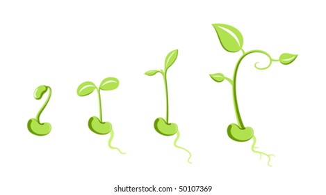 Vector sprouts isolated on white