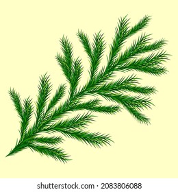 Vector spruce branch. Element for decoration 