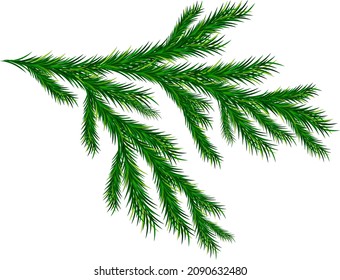 Vector spruce branch. Element for decoration 