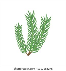 Vector spruce branch isolated on white. Сoniferous tree design elements. Christmas tree branch.