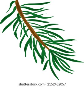 Vector spruce branch single illustration.